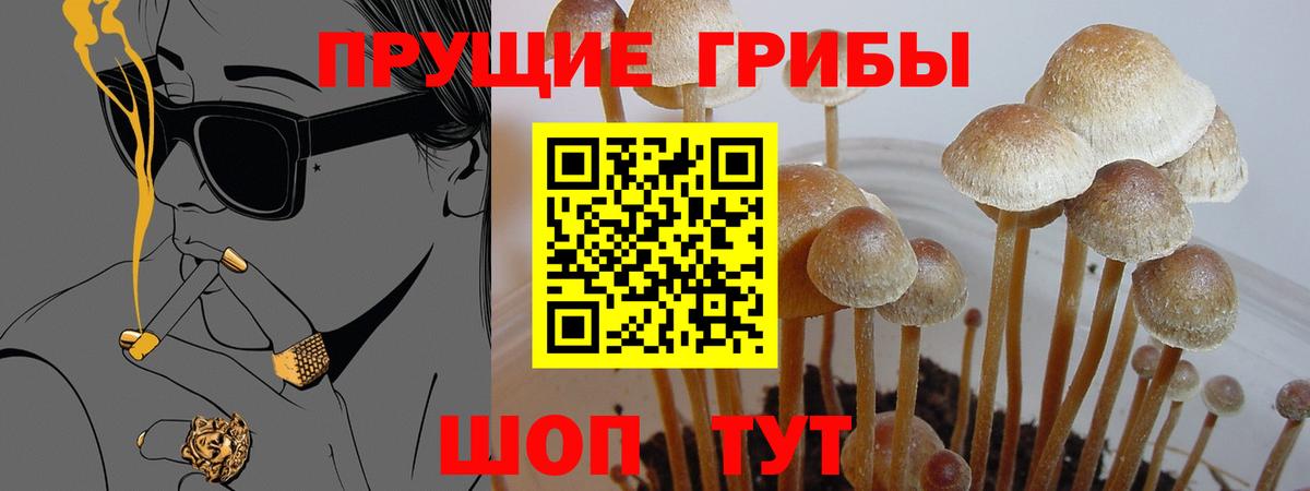 Галлюциногенные грибы Psilocybe Губкин